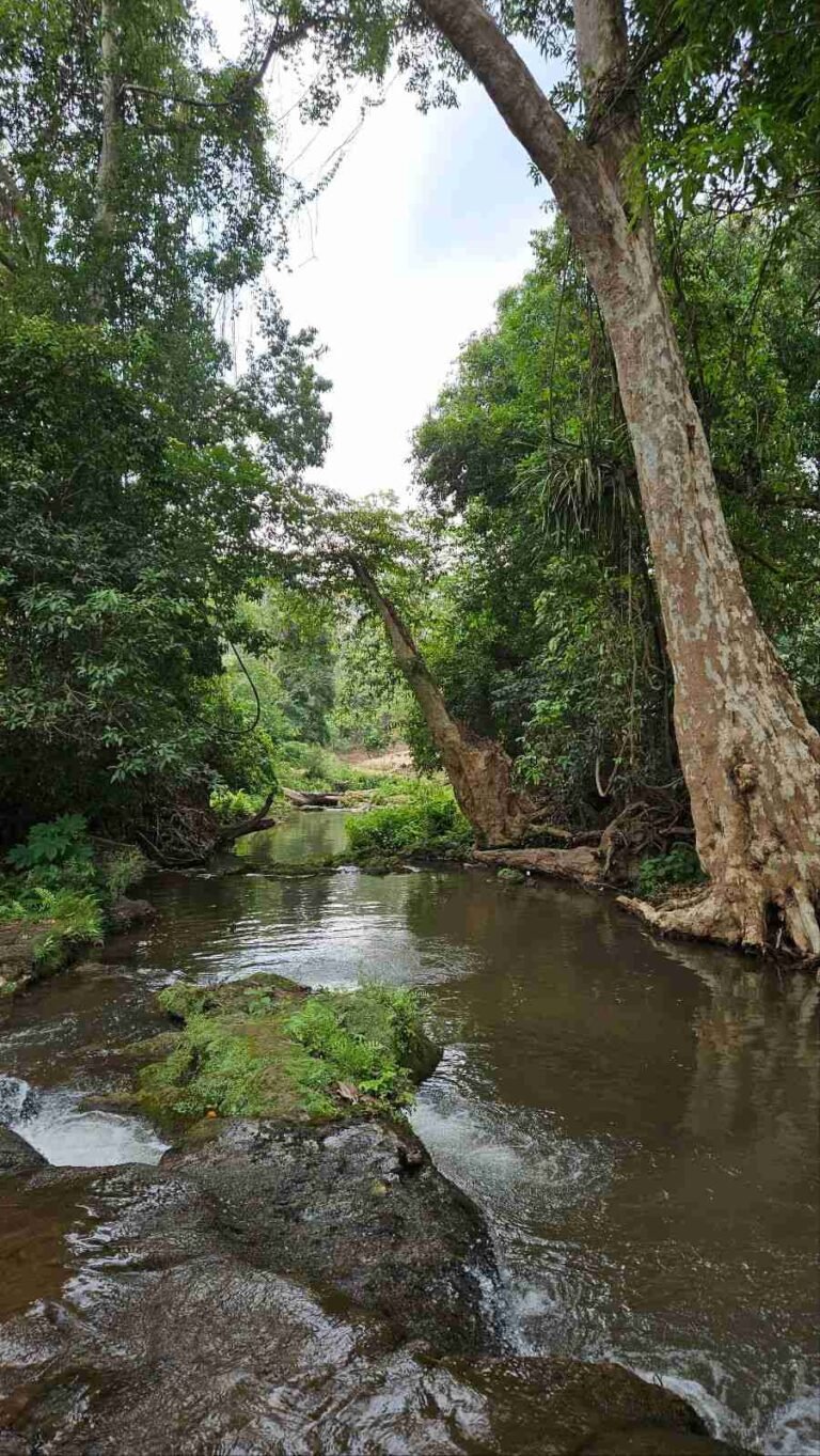 Tiriya Jungle: A Serene Eco Escape in Bastar